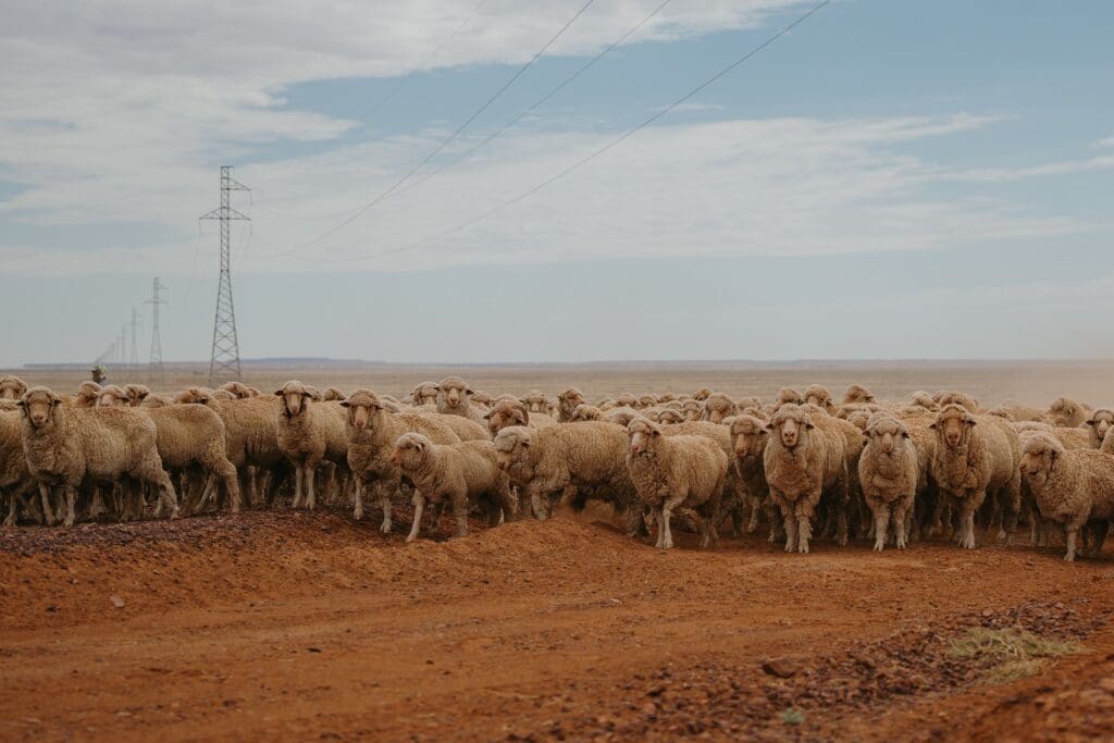Mount Eba Station, Flinders Ranges. South Australian Tourism Commission.