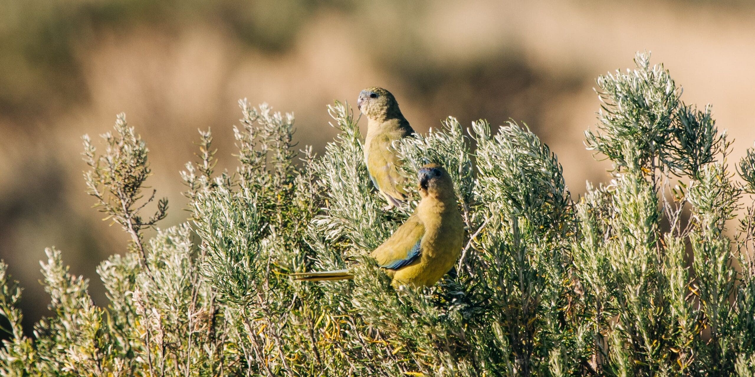 1074039-166 Eyre Peninsula. Rumi on Louth.