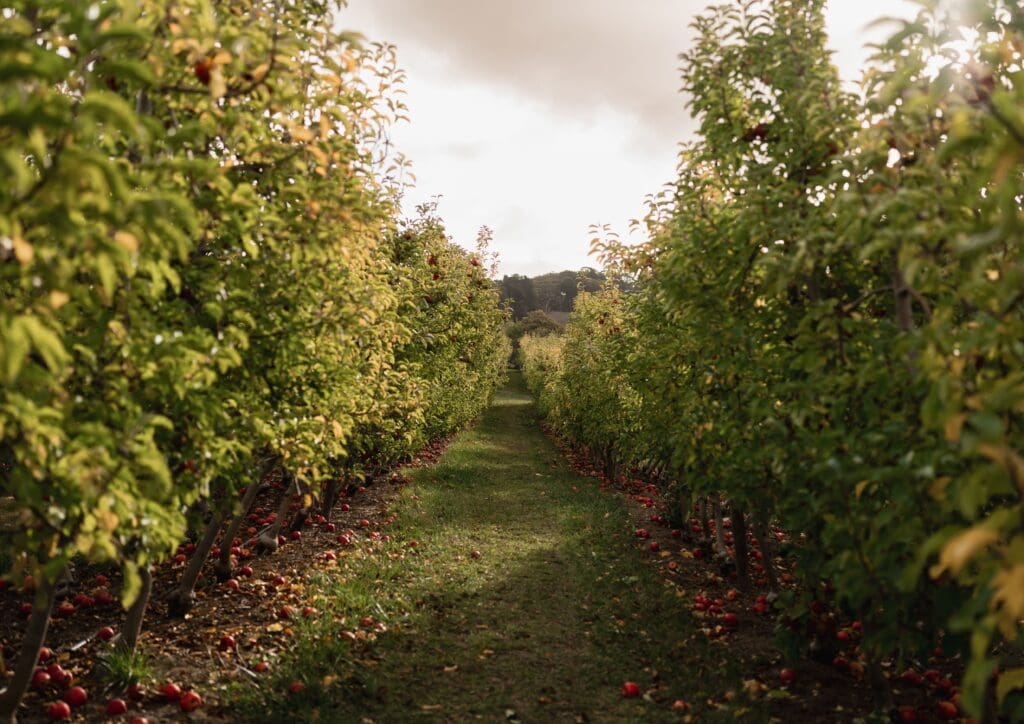 Lenswood Pick Your Own Orchard, Adelaide Hills. Little Paper Plane.